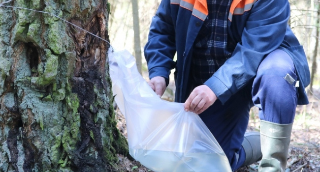 Поставка пищевых емкостей и транспортных кассет для заготовки березового сока